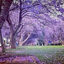 Abha City